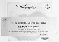 Phyllactinia guttata image